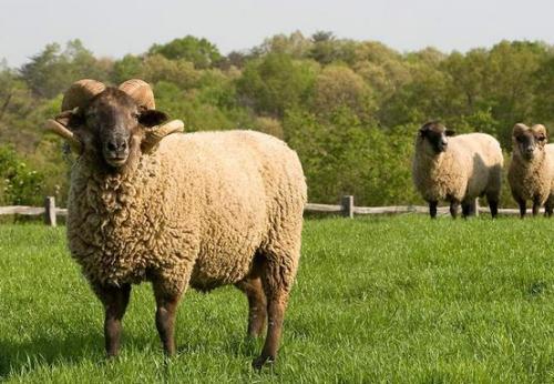 91年的羊老公去世了,缅怀岁月里的温馨回忆